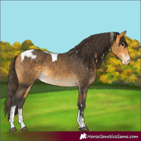 Horse Color:Buckskin Tobiano Appaloosa