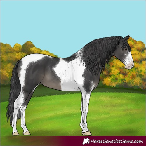 Horse Color:Black Sabino Tobiano