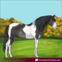 Horse Color:Black Sabino Tobiano 