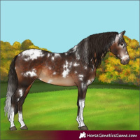 Horse Color:Gray White Spotted Bay Tobiano Appaloosa Rabicano