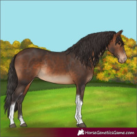 Horse Color:Brown Tobiano Appaloosa Rabicano 