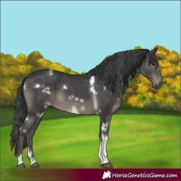Horse Color:White Spotted Black Tobiano 