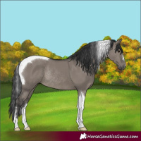 Horse Color:Grullo Tobiano Rabicano