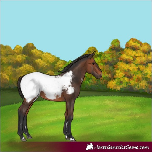 Horse Color:Bay Appaloosa 