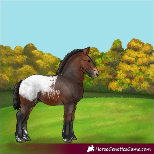 Horse Color:Bay Appaloosa 