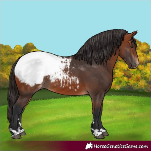 Horse Color:Bay Appaloosa 