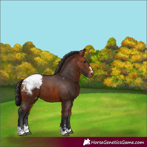 Horse Color:Bay Appaloosa 