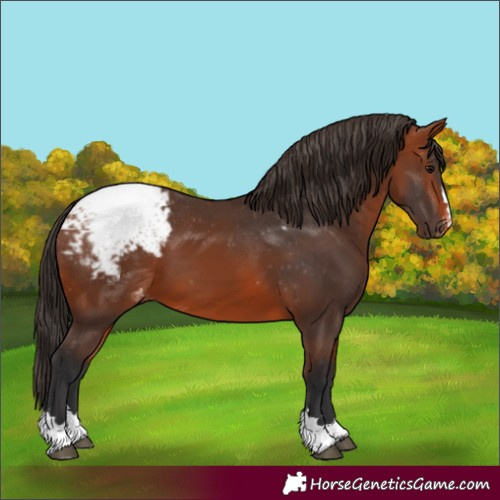 Horse Color:Bay Appaloosa 