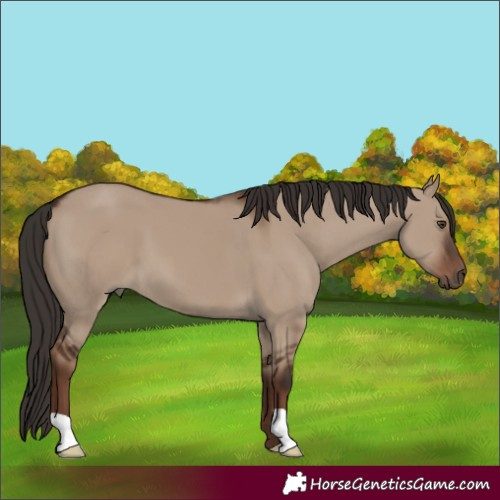 Horse Color:Liver Red Dun 