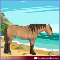 Horse Color:Buckskin 