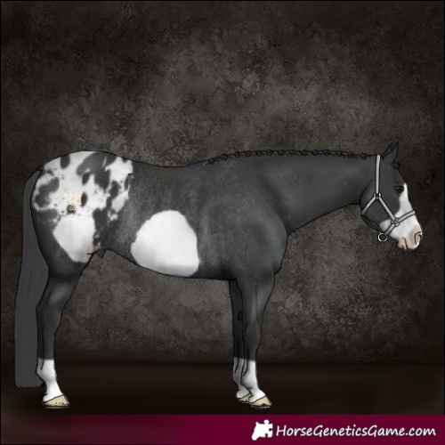 Horse Color:Black Frame Appaloosa Rabicano 