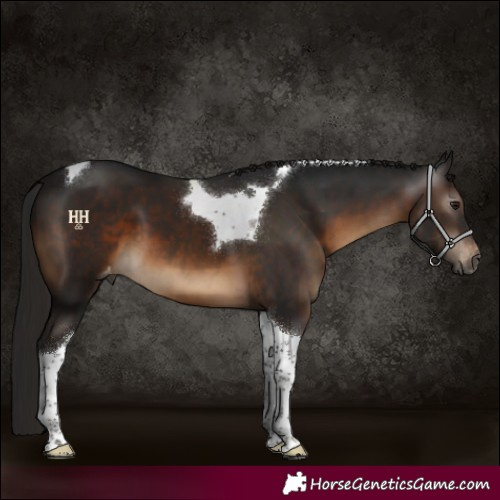 Horse Color:Gray Brown Tobiano Varnish