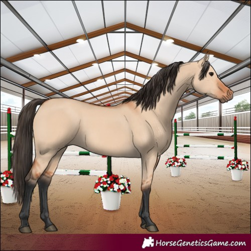 Horse Color:Bay Dun 