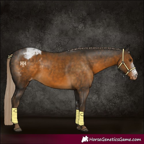 Horse Color:Chocolate Palomino Sabino Appaloosa 