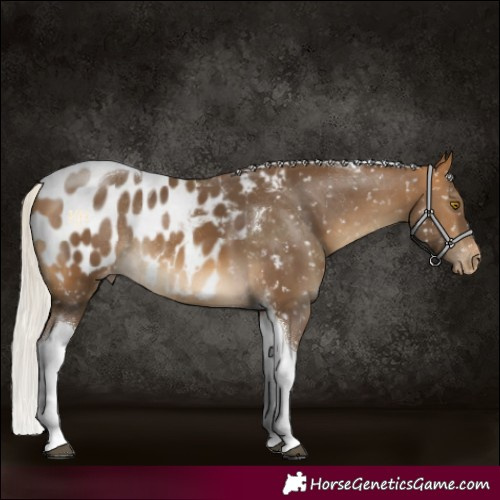 Horse Color:Silver Buckskin Tobiano Blanket Rabicano 