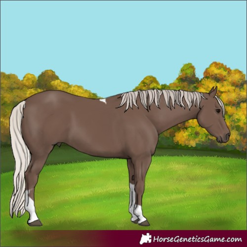 Horse Color:Silver Black Tobiano 