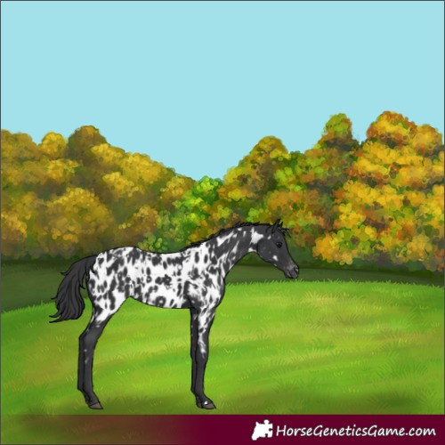 Horse Color:Black Appaloosa  and Black Appaloosa 