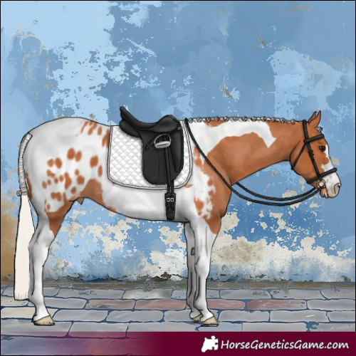 Horse Color:Silver Bay Tobiano Appaloosa 