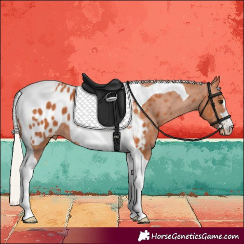 Horse Color:Silver Bay Tobiano Near Leopard 