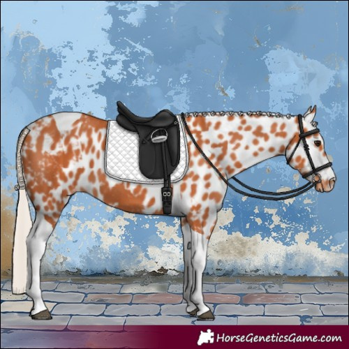 Horse Color:Silver Bay Tobiano Skewed Appaloosa