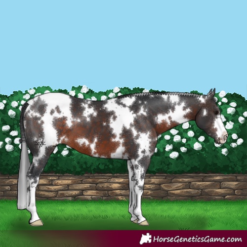 Horse Color:White Spotted Brown 