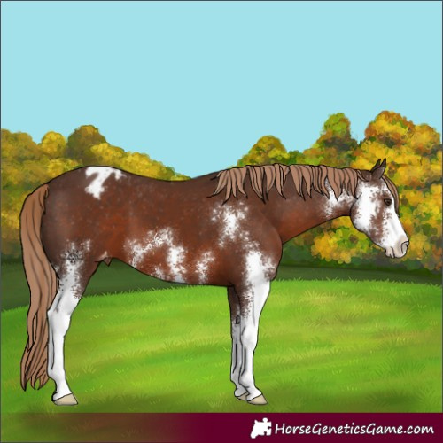 Horse Color:Liver Chestnut Sabino Appaloosa 
