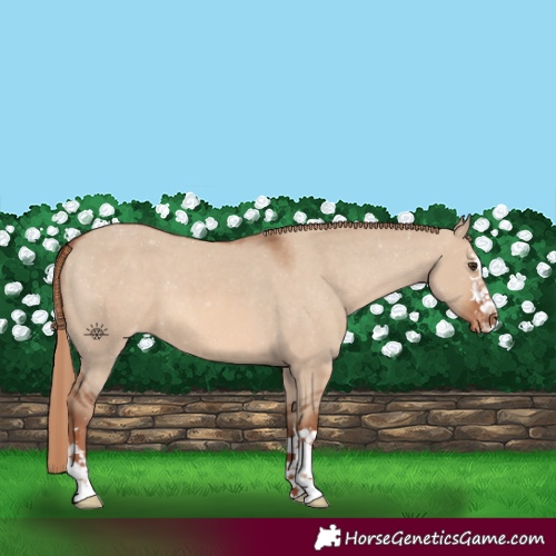 Horse Color:Red Dun Appaloosa
