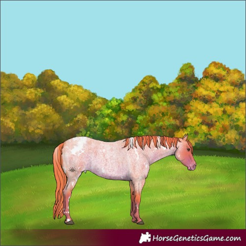 Horse Color:Watercolor White Spotted Liver Red Roan Appaloosa