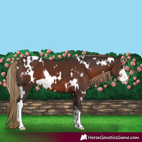 Horse Color:White Spotted Liver Chestnut Sabino