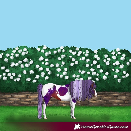 Horse Color:Painted Bay Tobiano Appaloosa 