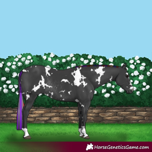 Horse Color:Painted White Spotted Black Rabicano