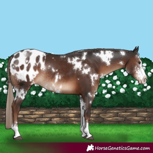 Horse Color:White Spotted Liver Chestnut Sabino Appaloosa Rabicano