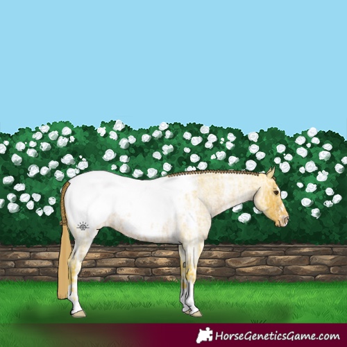 Horse Color:Watercolor Liver Red Ice Roan Appaloosa
