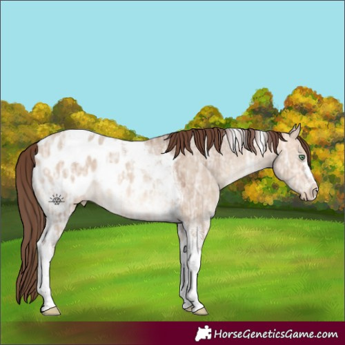 Horse Color:Amber Champagne Ice Dun Tobiano Appaloosa