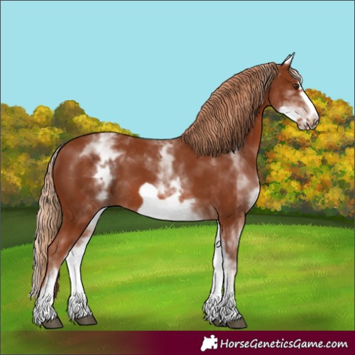 Horse Color:White Spotted Chestnut Frame 