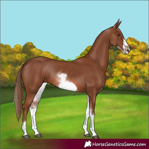 Horse Color:White Spotted Chestnut Frame 