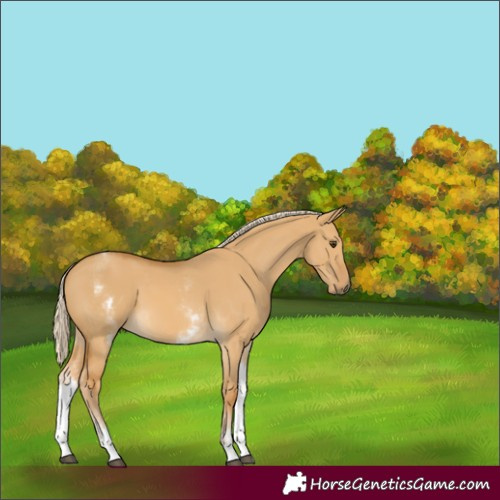 Horse Color:White Spotted Palomino Dun 