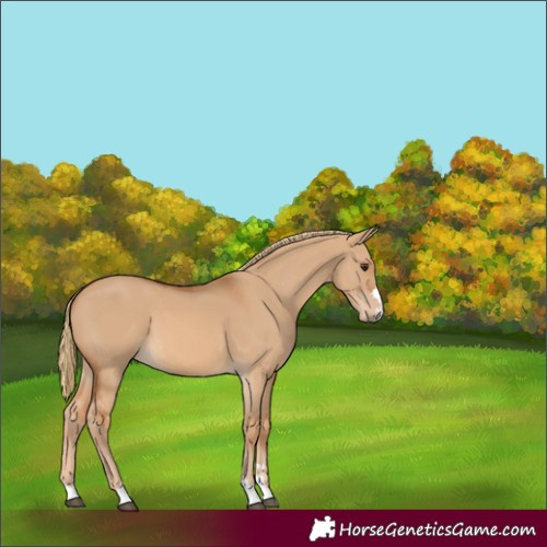 Horse Color:Red Dun 