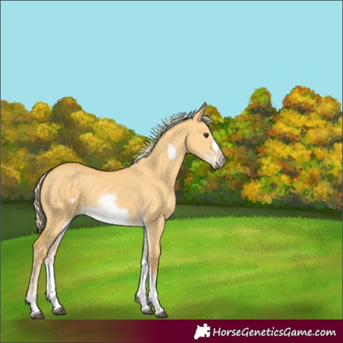 Horse Color:White Spotted Palomino Dun Frame 