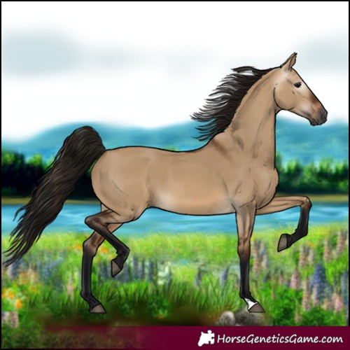 Horse Color:Gray Bay Dun 
