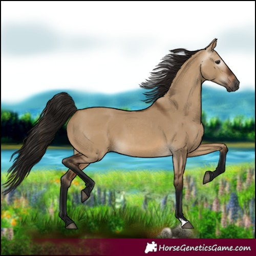 Horse Color:Gray Bay Dun