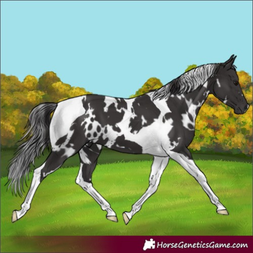 Horse Color:White Spotted Smoky Black Tobiano