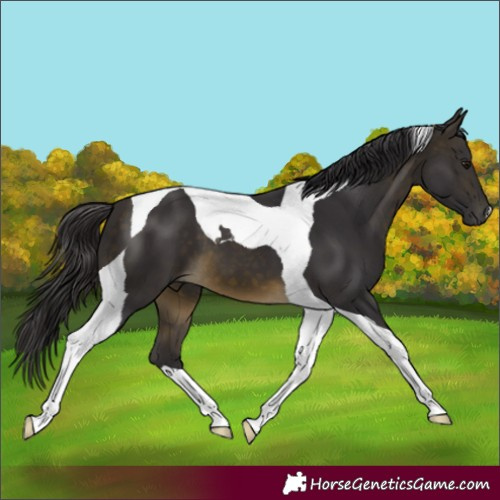 Horse Color:Buckskin Tobiano 
