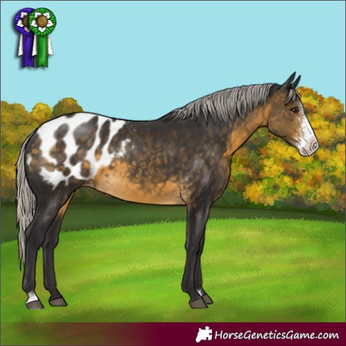 Horse Color:Silver Buckskin Sabino Appaloosa 