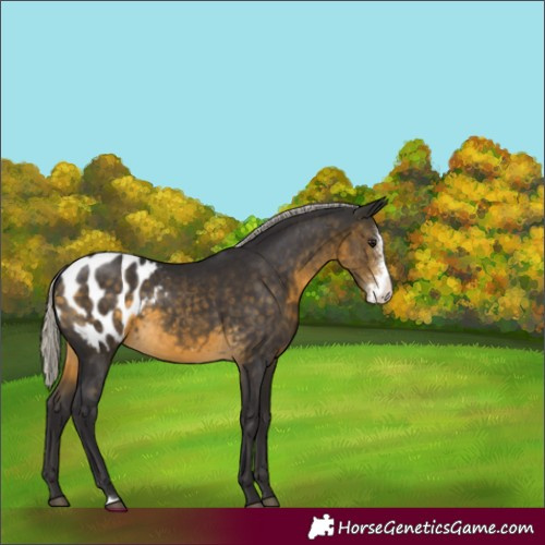 Horse Color:Silver Buckskin Sabino Appaloosa 
