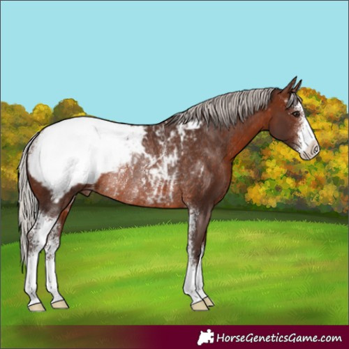 Horse Color:Silver Brown Sabino Appaloosa Rabicano