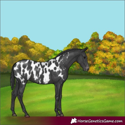 Horse Color:Black Appaloosa 