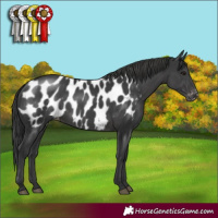 Horse Color:Black Appaloosa