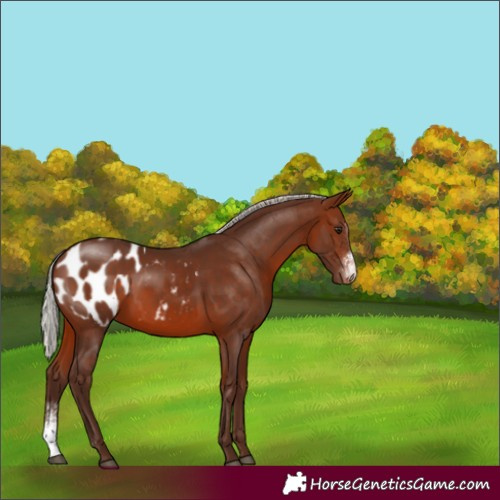 Horse Color:Silver Brown Sabino Appaloosa Rabicano 