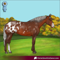 Horse Color:Silver Brown Sabino Blanket Rabicano